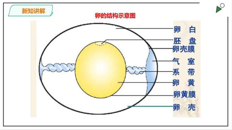 粤教粤科版科学四上1.6《母鸡生蛋了》PPT课件08