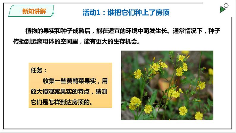 粤教粤科版科学四上1.3《种子的传播》PPT课件03