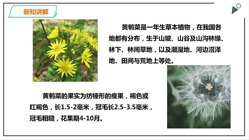 粤教粤科版科学四上1.3《种子的传播》PPT课件04