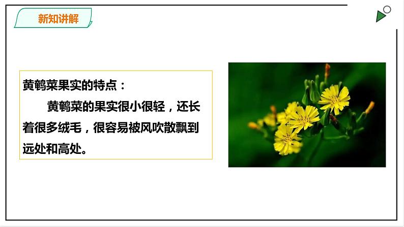 粤教粤科版科学四上1.3《种子的传播》PPT课件05