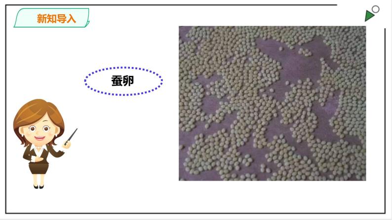 粤教粤科版科学四上1.5《一起来养蚕》PPT课件+视频02