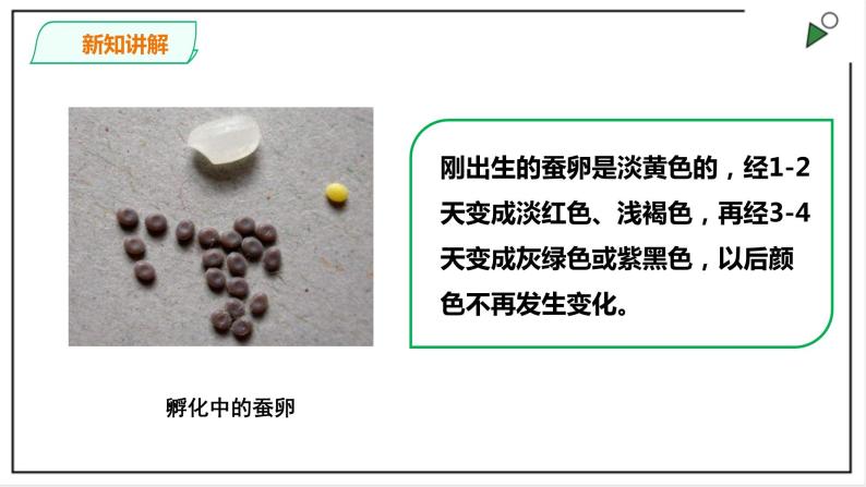 粤教粤科版科学四上1.5《一起来养蚕》PPT课件+视频08