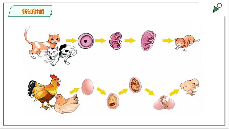 粤教粤科版科学四上1.7《胎生动物》PPT课件06
