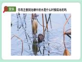 教科版三年级科学上册课件 第一单元 水 第3课时 水结冰了