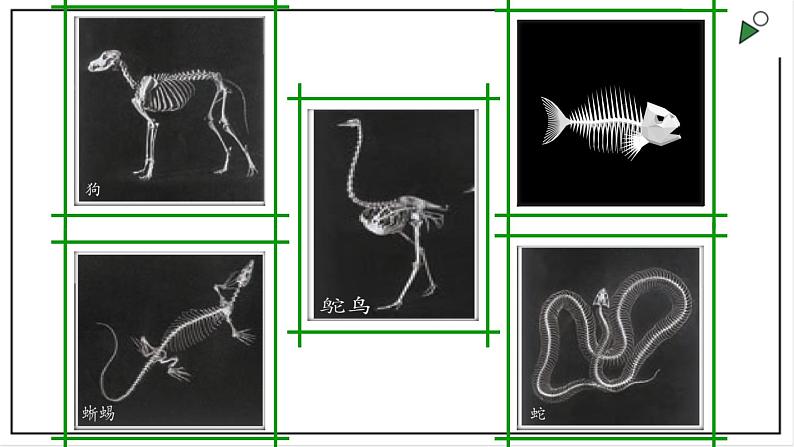 苏教版四上科学1.1《给动物分类》PPT课件05