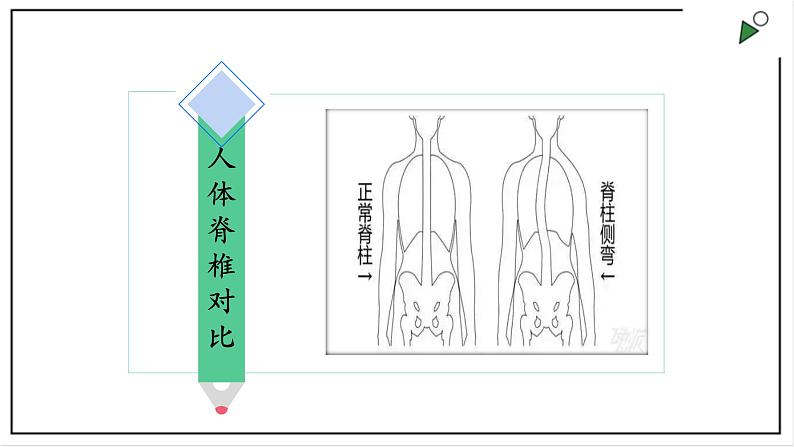 苏教版四上科学1.1《给动物分类》PPT课件06