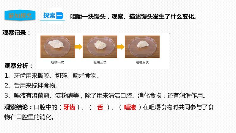 教科版（2017）四年级上册-2.7食物在口腔里的变化【课件 教案 课时练习 素材】06