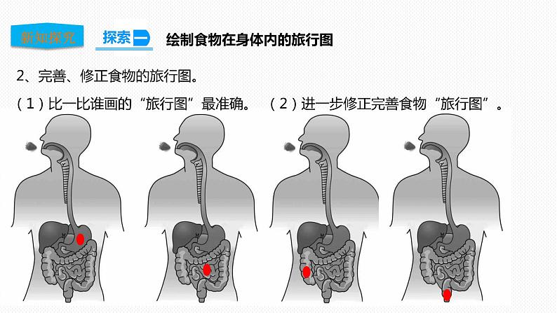 2.8 食物在身体里的旅行（课件+教学设计+课后练习+素材）05