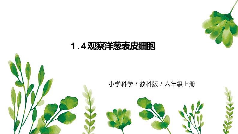 教科版（2017）6上科学4《观察洋葱表皮细胞》课件PPT+教案01