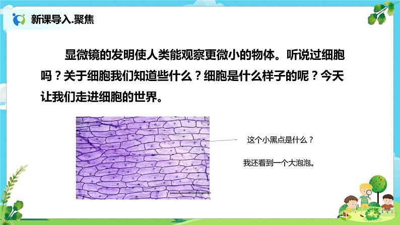 教科版（2017）6上科学4《观察洋葱表皮细胞》课件PPT+教案03