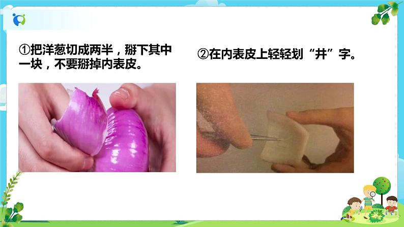 教科版（2017）6上科学4《观察洋葱表皮细胞》课件PPT+教案05