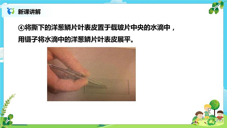 教科版（2017）6上科学4《观察洋葱表皮细胞》课件PPT+教案07