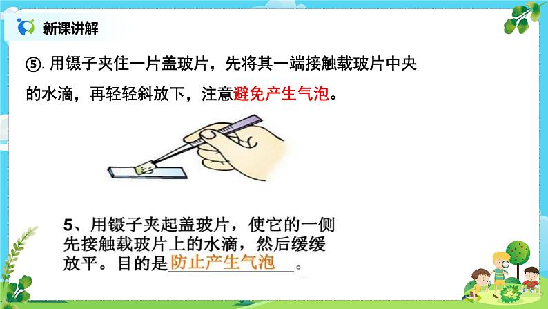 教科版（2017）6上科学4《观察洋葱表皮细胞》课件PPT+教案08