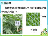 教科版（2017）6上科學(xué)5《觀察更多的生物細(xì)胞》課件PPT+教案