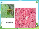 教科版（2017）6上科學(xué)5《觀察更多的生物細(xì)胞》課件PPT+教案