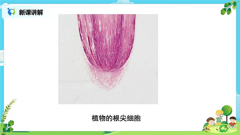 教科版（2017）6上科学5《观察更多的生物细胞》课件PPT+教案07