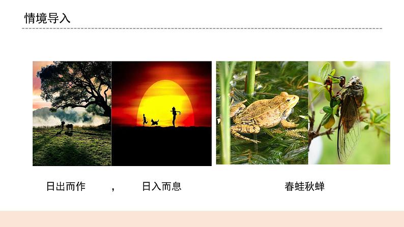教科版2017科学6上7《昼夜和四季变化对生物的影响》课件PPT+教案01