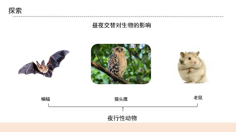 教科版2017科学6上7《昼夜和四季变化对生物的影响》课件PPT+教案06