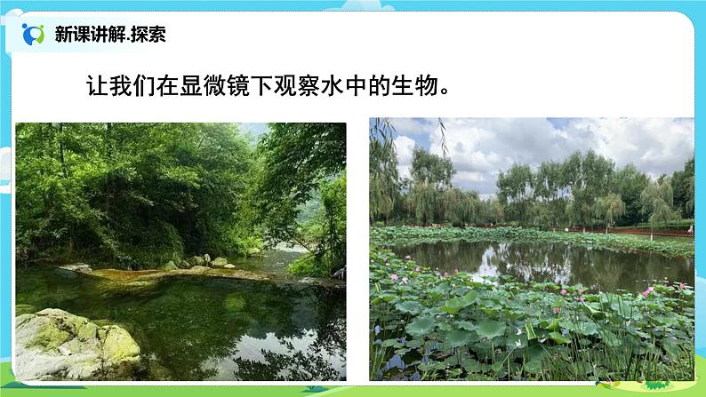 教科版（2017）6上科学6《观察水中微小的生物》课件PPT+教案04
