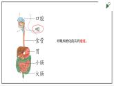 大象版四上科学 5.1 一次神奇的旅行  PPT课件