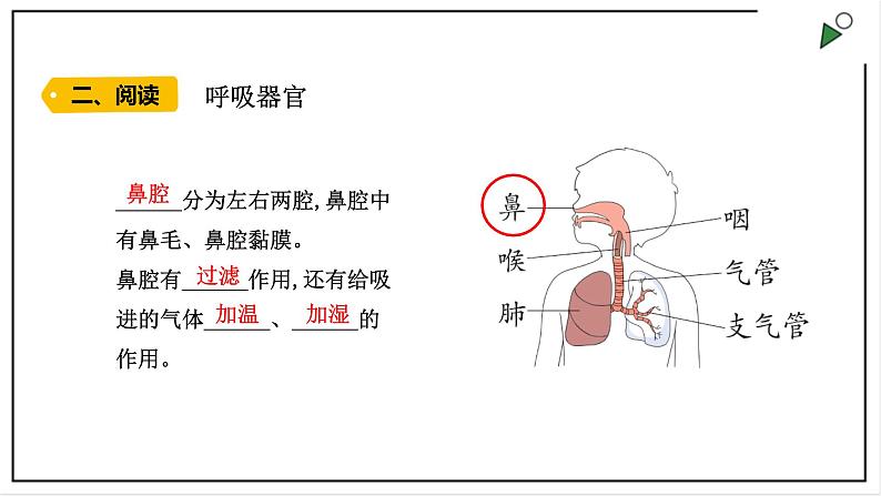 大象版四上科学 4.2 我们的呼吸器官  PPT课件第3页