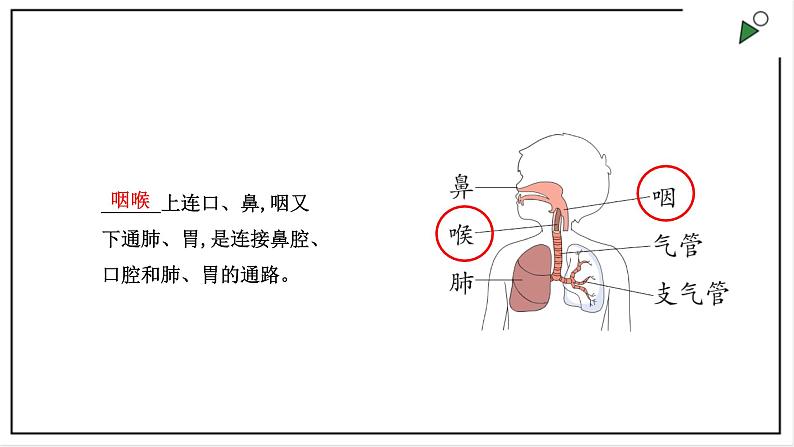 大象版四上科学 4.2 我们的呼吸器官  PPT课件第4页