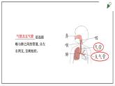 大象版四上科学 4.2 我们的呼吸器官  PPT课件