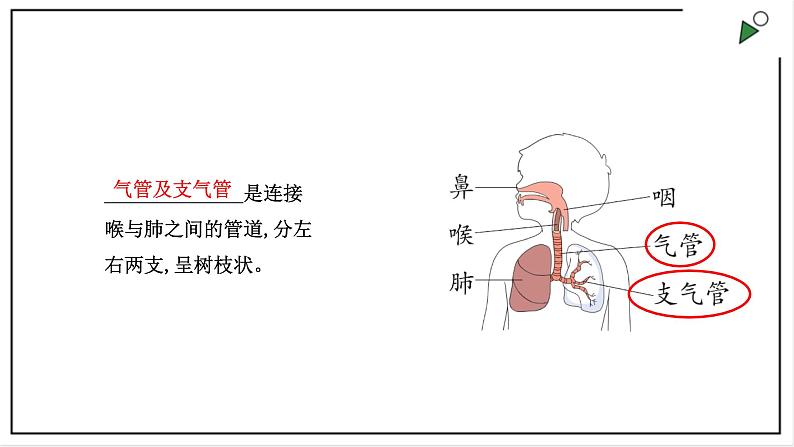 大象版四上科学 4.2 我们的呼吸器官  PPT课件第5页