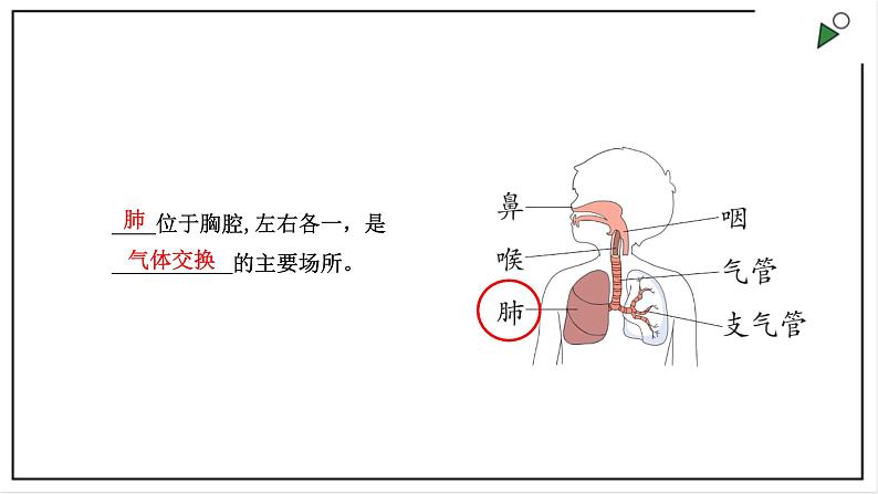 大象版四上科学 4.2 我们的呼吸器官  PPT课件第6页