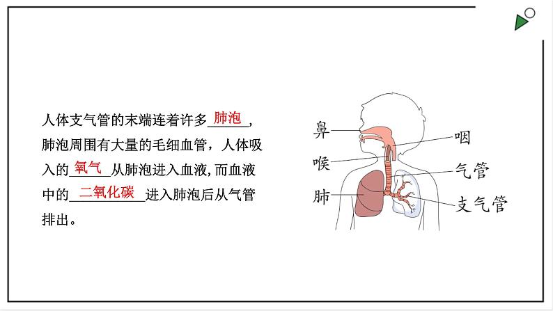 大象版四上科学 4.2 我们的呼吸器官  PPT课件第7页