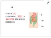 大象版四上科学 5.4 蜿蜒的旅行  PPT课件