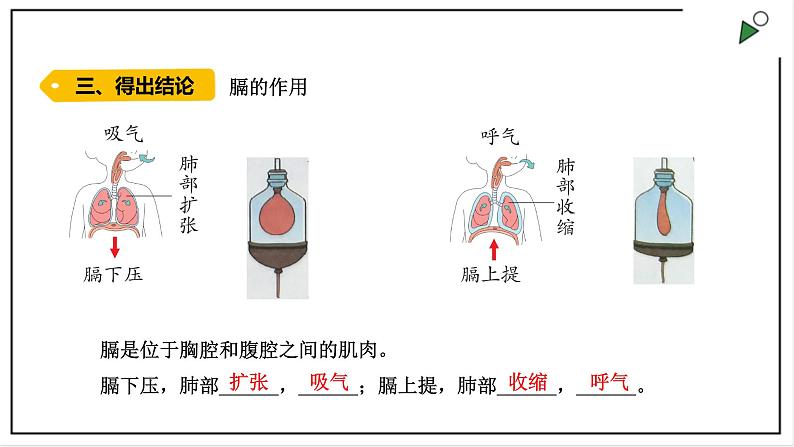 大象版四上科学 4.3 肺是怎样呼吸的  PPT课件05