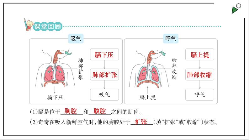 大象版四上科学 4.3 肺是怎样呼吸的  PPT课件06