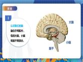 教科版(2017)科學(xué)五年級上冊4.4《身體的“總指揮”》課件+教案