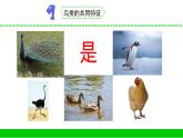 苏教版科学四上 3.鸟类 课件PPT+教案+练习+视频素材 (第一课时)
