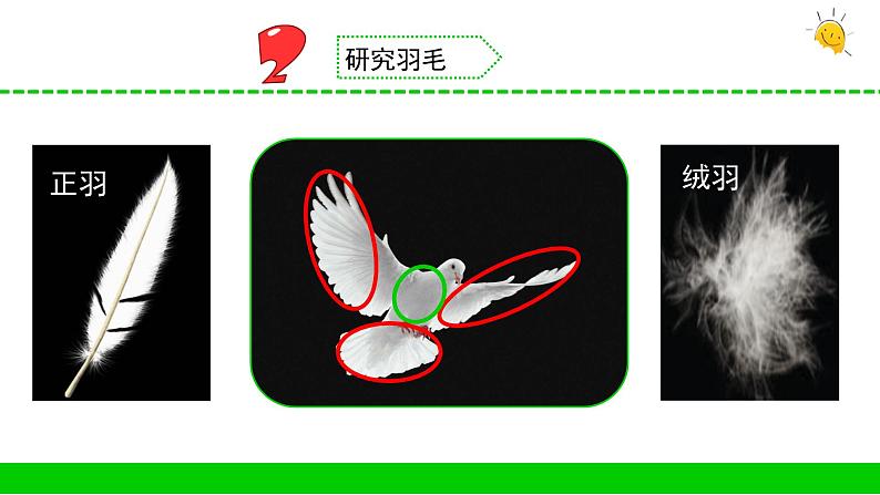 苏教版科学四上 3.鸟类 课件PPT+教案+练习+视频素材 (第一课时)05