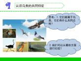 苏教版科学四上 3.鸟类 课件PPT+教案+视频素材 (第二课时)