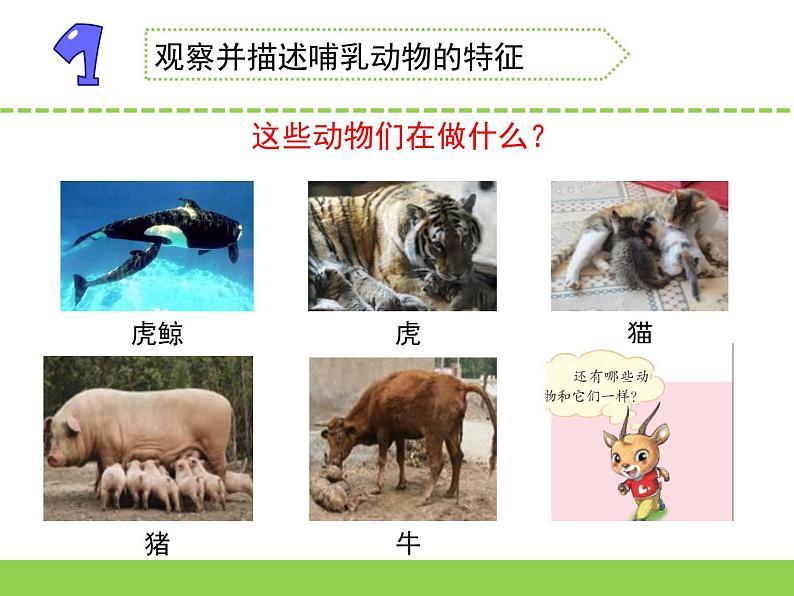 苏教版科学四上 4.哺乳类动物 课件PPT+教案+练习+视频素材03