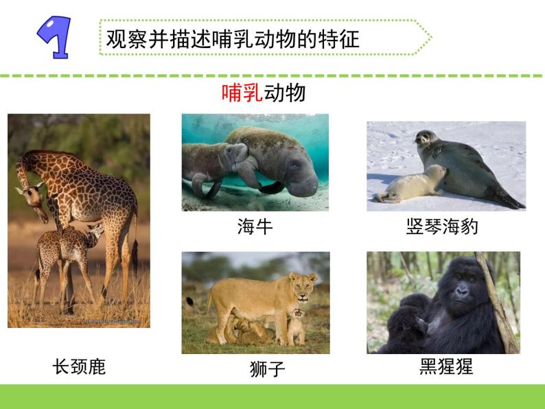 苏教版科学四上 4.哺乳类动物 课件PPT+教案+练习+视频素材04