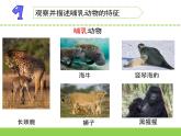 苏教版科学四上 4.哺乳类动物 课件PPT+教案+练习+视频素材