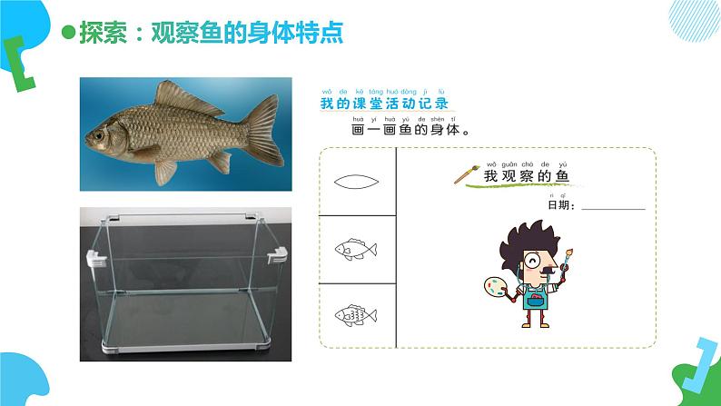 小学科学 一年级下册 《观察鱼》教学 课件第4页