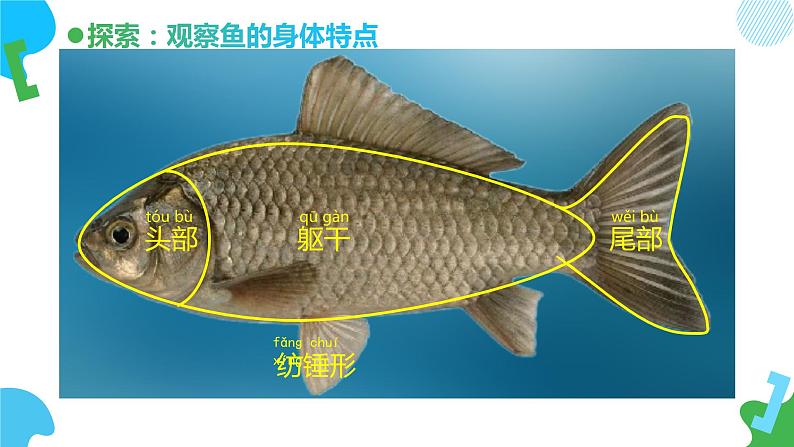 小学科学 一年级下册 《观察鱼》教学 课件第7页