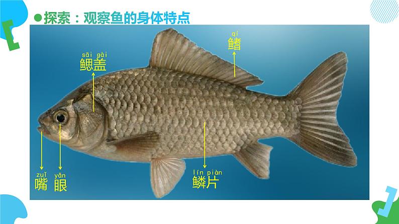 小学科学 一年级下册 《观察鱼》教学 课件第8页