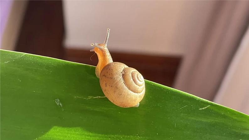 小学科学 一年级 观察一种动物 课件第8页