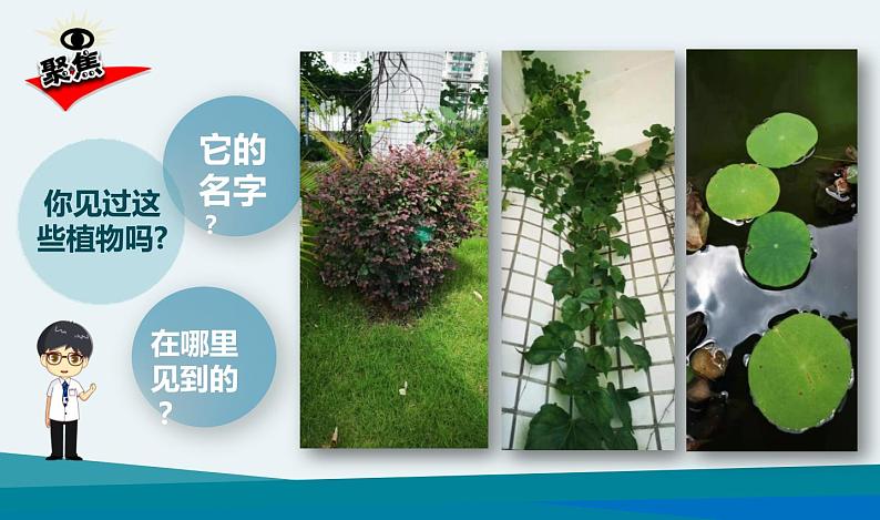 小学科学 一年级《校园里的植物》 课件02