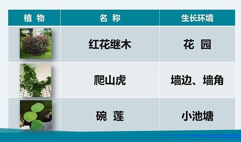 小学科学 一年级《校园里的植物》 课件03