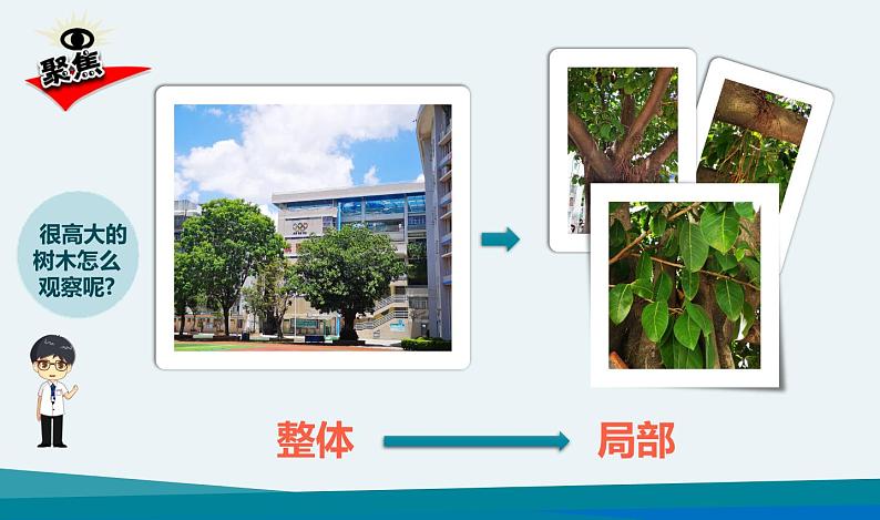 小学科学 一年级《校园里的植物》 课件04