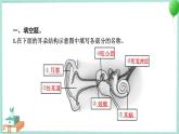 四上科学 4 我们是怎样听到声音的 习题PPT讲解 (含答案+动画)