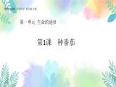 四年级上册科学课件-1.1《种番茄》l 粤教版   共26张