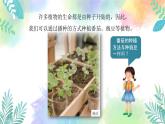 四年级上册科学课件-1.1《种番茄》l 粤教版   共26张